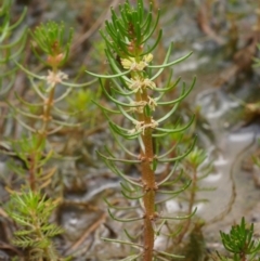 Myriophyllum simulans (Water Milfoil) at Kowen, ACT - 17 Feb 2016 by KenT