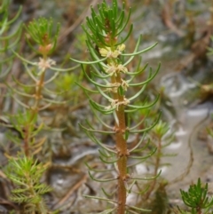 Myriophyllum simulans (Water Milfoil) at Kowen, ACT - 17 Feb 2016 by KenT