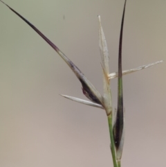 Aristida ramosa (Purple Wire Grass) at Kowen Woodland - 16 Feb 2016 by KenT