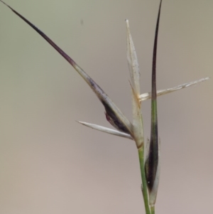 Aristida ramosa at Kowen, ACT - 17 Feb 2016 10:48 AM