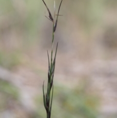 Aristida ramosa at Kowen, ACT - 17 Feb 2016 10:48 AM