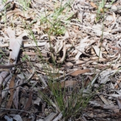 Aristida ramosa at Kowen, ACT - 17 Feb 2016 10:48 AM