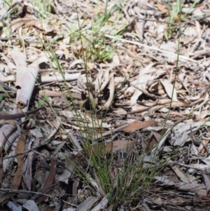 Aristida ramosa at Kowen, ACT - 17 Feb 2016 10:48 AM