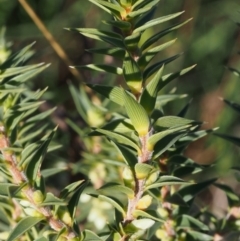 Melichrus urceolatus (Urn Heath) at Kowen, ACT - 17 Feb 2016 by KenT