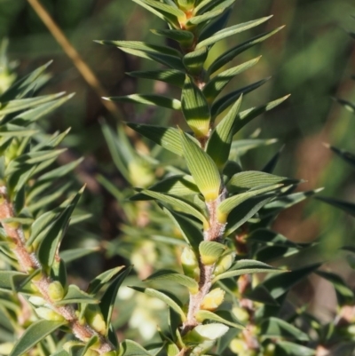 Melichrus urceolatus (Urn Heath) at Kowen, ACT - 17 Feb 2016 by KenT
