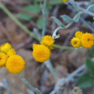 Chrysocephalum apiculatum at Kowen, ACT - 17 Feb 2016 08:31 AM