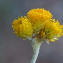 Chrysocephalum apiculatum at Kowen, ACT - 17 Feb 2016 08:31 AM