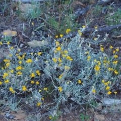 Chrysocephalum apiculatum at Kowen, ACT - 17 Feb 2016 08:31 AM