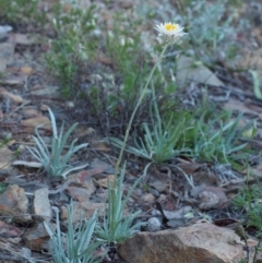 Leucochrysum albicans subsp. tricolor (Hoary Sunray) at Kowen, ACT - 17 Feb 2016 by KenT