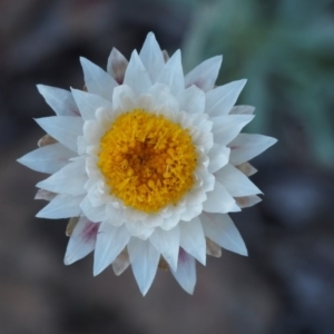 Leucochrysum albicans subsp. tricolor at Kowen, ACT - 17 Feb 2016 08:38 AM