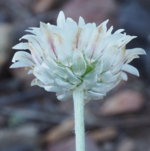 Leucochrysum albicans subsp. tricolor at Kowen, ACT - 17 Feb 2016