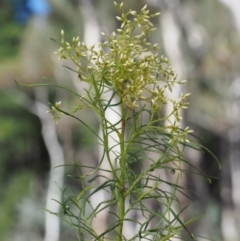 Cassinia quinquefaria (Rosemary Cassinia) at Kowen, ACT - 17 Feb 2016 by KenT