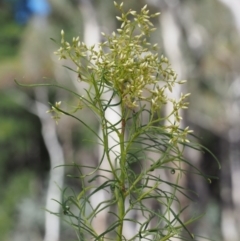 Cassinia quinquefaria (Rosemary Cassinia) at Kowen, ACT - 16 Feb 2016 by KenT