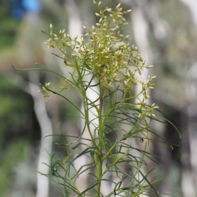 Cassinia quinquefaria (Rosemary Cassinia) at Kowen, ACT - 17 Feb 2016 by KenT