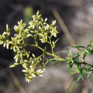 Cassinia quinquefaria at Kowen, ACT - 17 Feb 2016