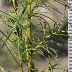 Cassinia quinquefaria at Kowen, ACT - 17 Feb 2016 10:16 AM