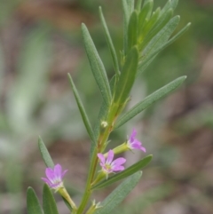 Lythrum hyssopifolia (Small Loosestrife) at Kowen, ACT - 17 Feb 2016 by KenT