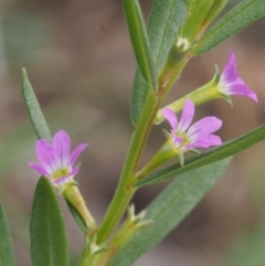 Lythrum hyssopifolia at Kowen, ACT - 17 Feb 2016