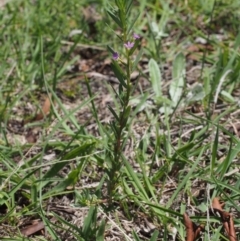 Lythrum hyssopifolia at Kowen, ACT - 17 Feb 2016
