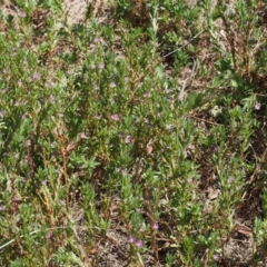 Lythrum hyssopifolia at Kowen, ACT - 17 Feb 2016