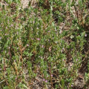 Lythrum hyssopifolia at Kowen, ACT - 17 Feb 2016