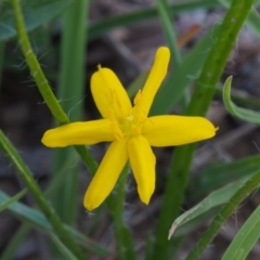 Hypoxis hygrometrica (Golden Weather-grass) at Kowen Woodland - 17 Feb 2016 by KenT