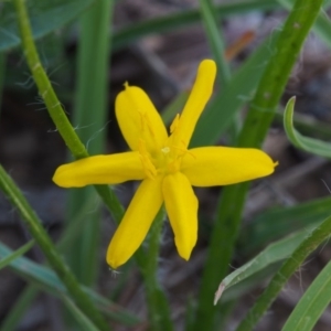 Hypoxis hygrometrica at Kowen, ACT - 17 Feb 2016