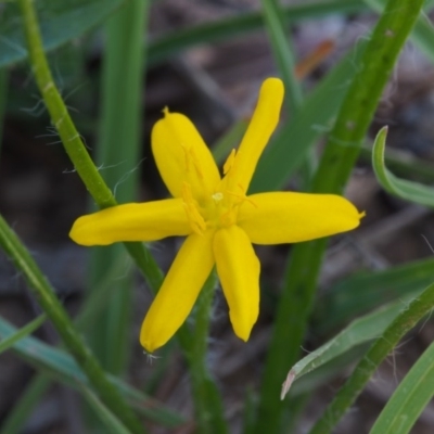 Hypoxis hygrometrica (Golden Weather-grass) at Kowen Woodland - 17 Feb 2016 by KenT