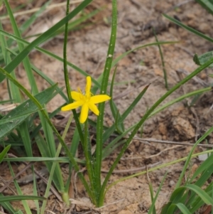 Hypoxis hygrometrica at Kowen, ACT - 17 Feb 2016