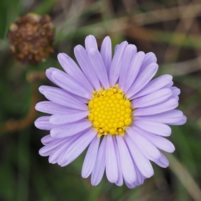 Brachyscome scapigera (Tufted Daisy) at Gibraltar Pines - 10 Feb 2016 by KenT
