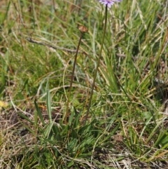 Brachyscome scapigera at Paddys River, ACT - 11 Feb 2016 09:49 AM