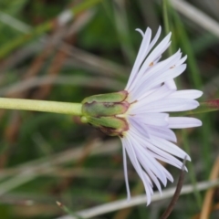 Brachyscome scapigera at Paddys River, ACT - 11 Feb 2016 09:49 AM