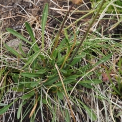 Brachyscome scapigera at Paddys River, ACT - 11 Feb 2016 09:49 AM