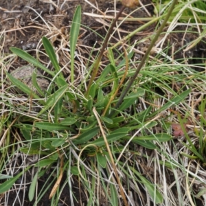 Brachyscome scapigera at Paddys River, ACT - 11 Feb 2016 09:49 AM