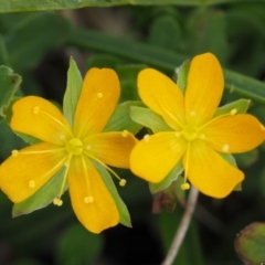 Hypericum japonicum (Creeping St John's Wort) at Paddys River, ACT - 11 Feb 2016 by KenT