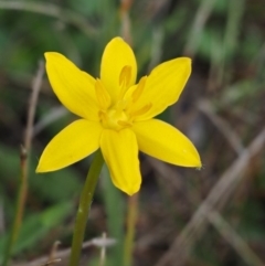 Hypoxis hygrometrica (Golden Weather-grass) at Paddys River, ACT - 11 Feb 2016 by KenT