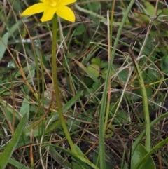 Hypoxis hygrometrica at Paddys River, ACT - 11 Feb 2016