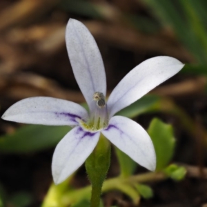 Isotoma fluviatilis subsp. australis at Paddys River, ACT - 11 Feb 2016