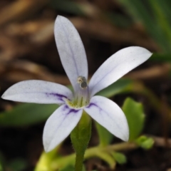 Isotoma fluviatilis subsp. australis (Swamp Isotome) at Paddys River, ACT - 10 Feb 2016 by KenT