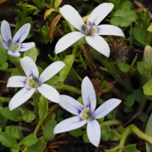 Isotoma fluviatilis subsp. australis at Paddys River, ACT - 11 Feb 2016