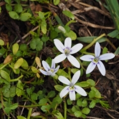 Isotoma fluviatilis subsp. australis at Paddys River, ACT - 11 Feb 2016