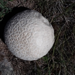 Calvatia sp. (a puffball ) at Farrer, ACT - 7 Feb 2016 by galah681