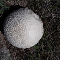 Calvatia sp. (a puffball ) at Farrer, ACT - 6 Feb 2016 by galah681