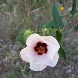 Pavonia hastata at Farrer, ACT - 22 Feb 2016