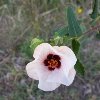 Pavonia hastata (Spearleaf Swampmallow) at Farrer Ridge - 21 Feb 2016 by galah681