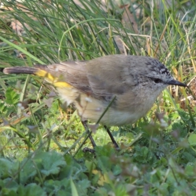 Acanthiza chrysorrhoa (Yellow-rumped Thornbill) at Point Hut to Tharwa - 16 May 2014 by michaelb