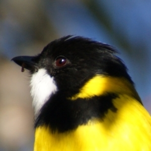 Pachycephala pectoralis at Red Hill, ACT - 18 Aug 2015