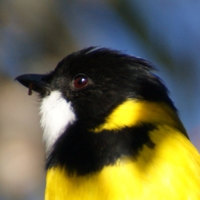 Pachycephala pectoralis (Golden Whistler) at Red Hill Nature Reserve - 18 Aug 2015 by roymcd
