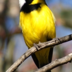 Pachycephala pectoralis at Red Hill, ACT - 18 Aug 2015