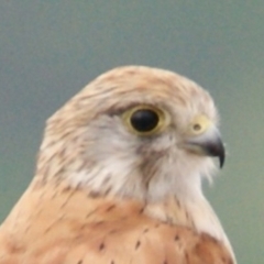 Falco cenchroides (Nankeen Kestrel) at Garran, ACT - 2 Jan 2016 by roymcd